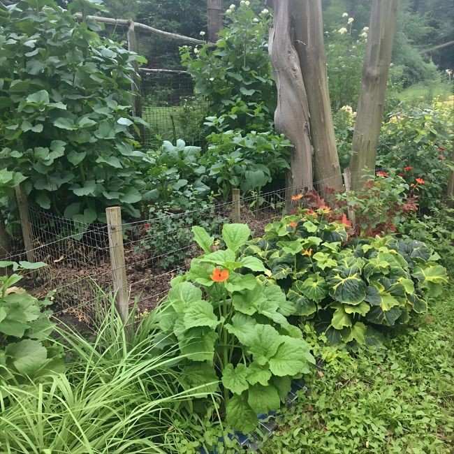 How to keep animals out of vegetable garden naturally