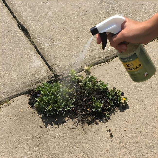 Vinegar Spray