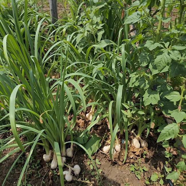 Garlic and onion plants around tomatoe plants