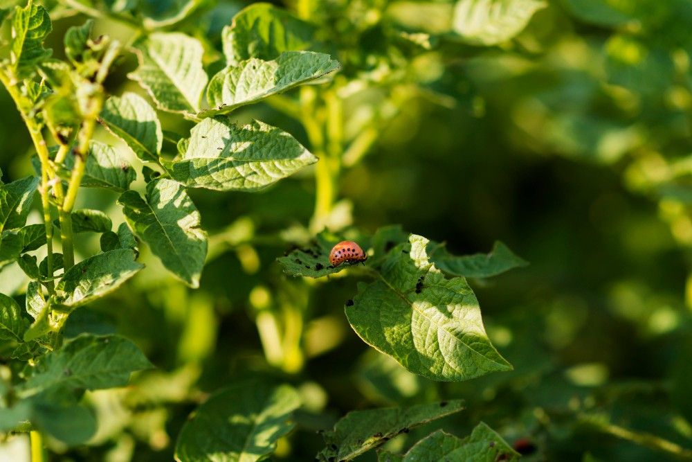 Close-up of tomato leaves with a small beetle on the surface