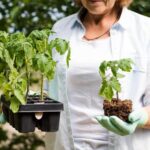Organic Pest Control for Tomato Plants in Pots: A Comprehensive Guide