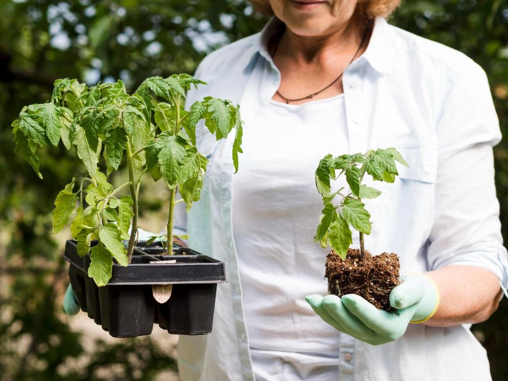 Organic Pest Control for Tomato Plants in Pots: A Comprehensive Guide