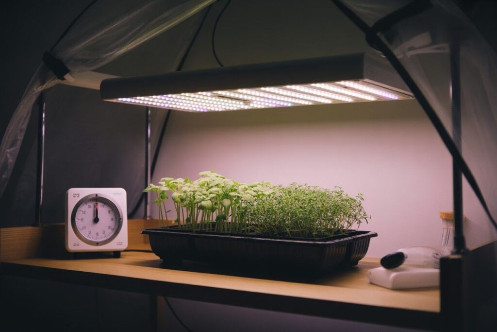 Growing herbs indoors with artificial light