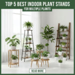 Top 5 Best Indoor Plant Stands for Multiple Plants in 2025: A Comprehensive Guide
