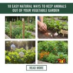 10 Easy Natural Ways to Keep Animals Out of Your Vegetable Garden