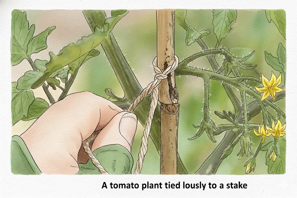 a tomato plant properly tied to a wooden stake after pruning